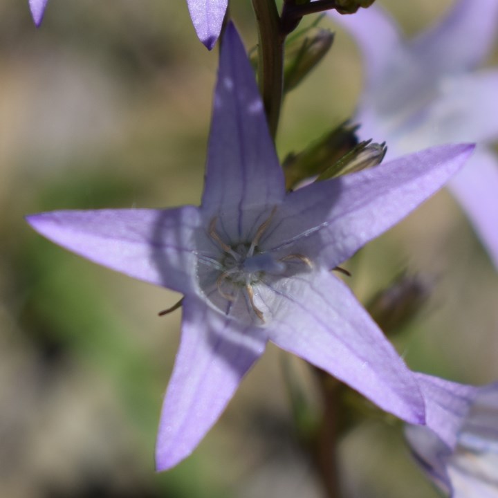 Campanula rapunculus?  S !