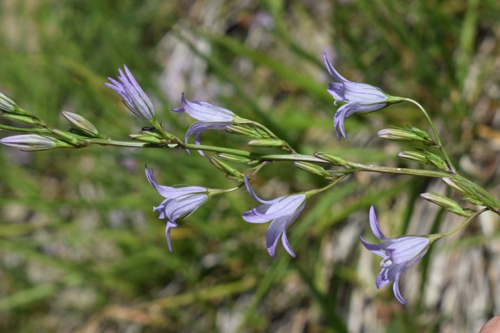 Campanula rapunculus?  S !