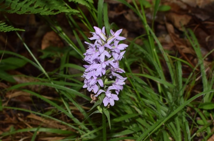 Due Dactylorhiza