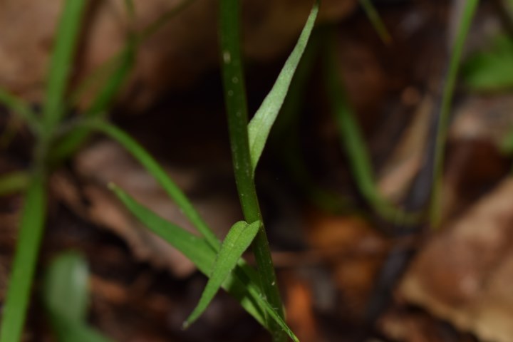 Due Dactylorhiza