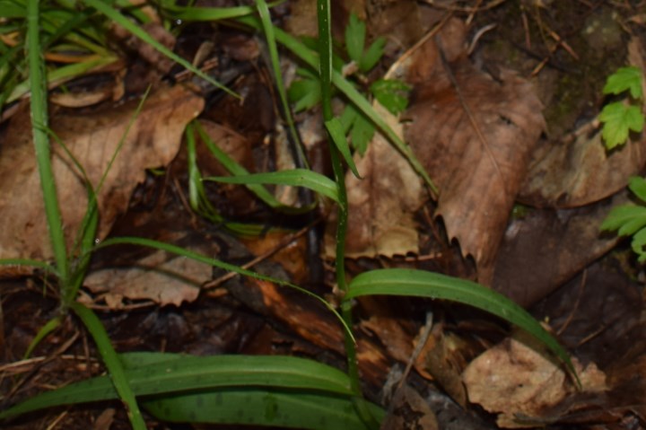 Due Dactylorhiza