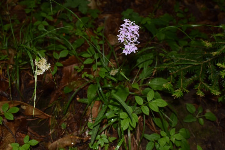 Due Dactylorhiza