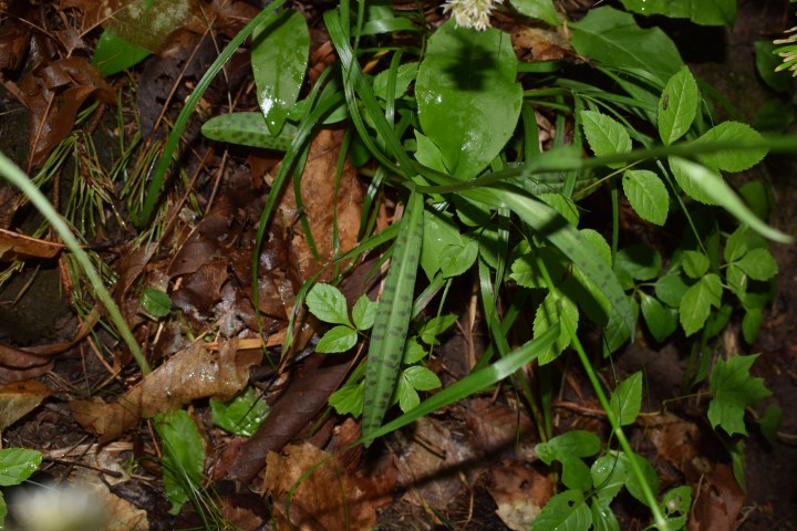 Due Dactylorhiza