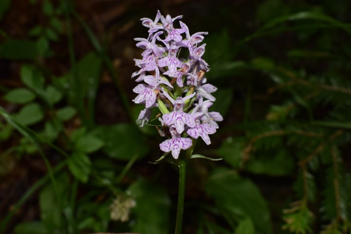 Due Dactylorhiza