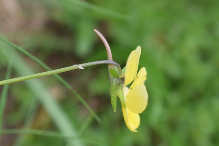 Quale viola?  Viola gr. calcarata (Viola ferrarinii ?)