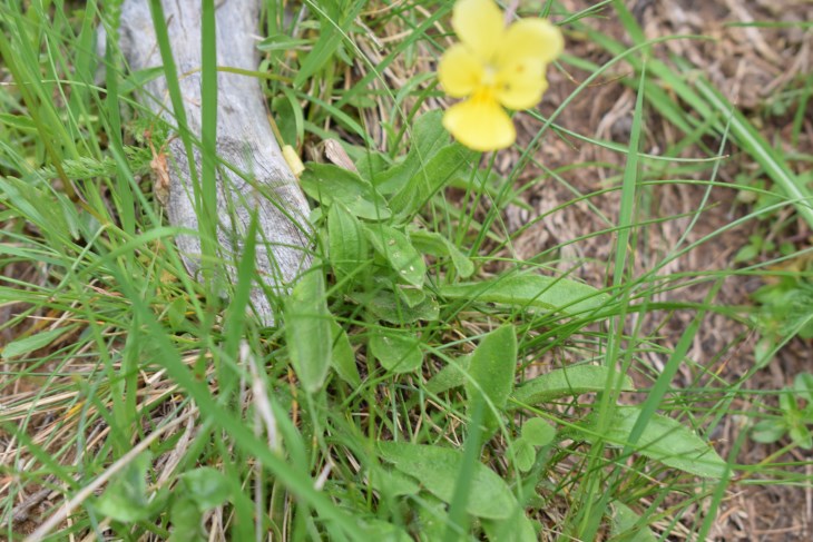 Quale viola?  Viola gr. calcarata (Viola ferrarinii ?)