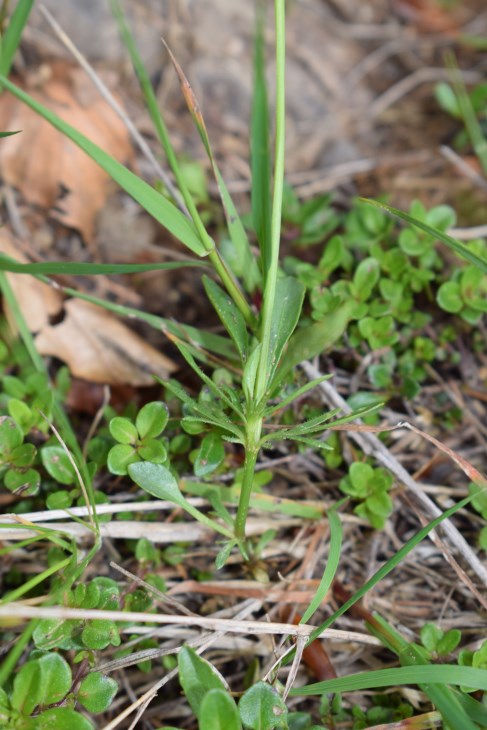 Quale viola?  Viola gr. calcarata (Viola ferrarinii ?)
