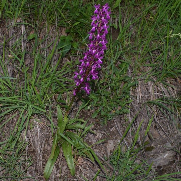 E'' Orchis mascula?