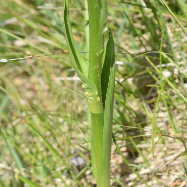 Dactylorhiza incarnata