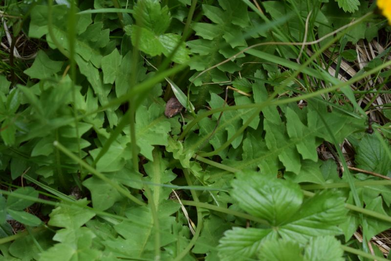 Aposeris foetida (Asteraceae)