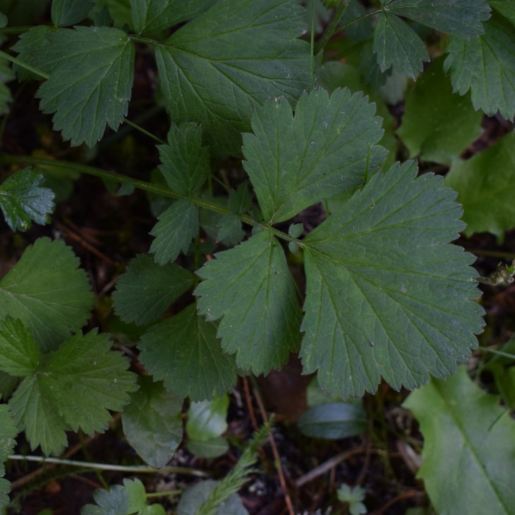 Geum rivale (Rosaceae)