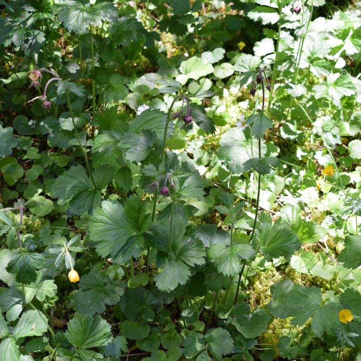 Geum rivale (Rosaceae)