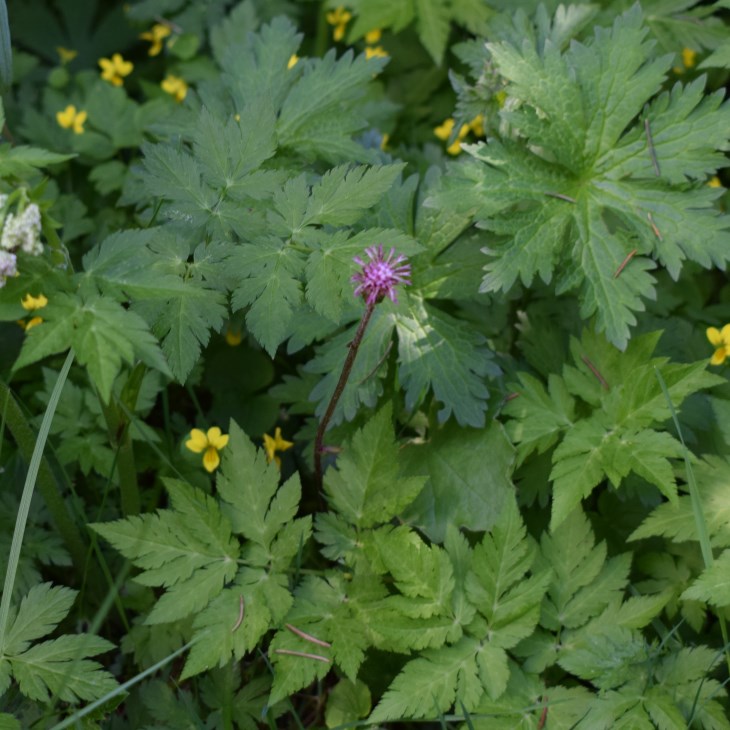 Asteracea: Homogyne alpina
