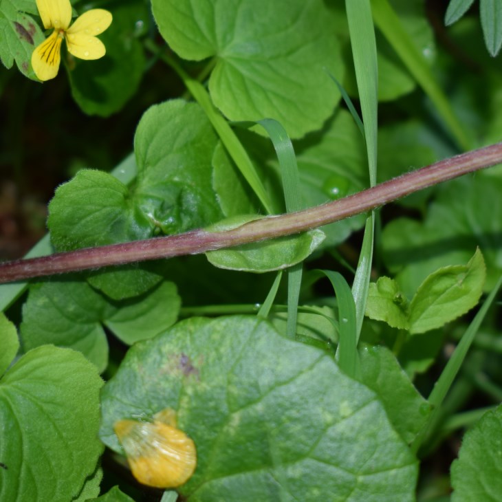 Asteracea: Homogyne alpina