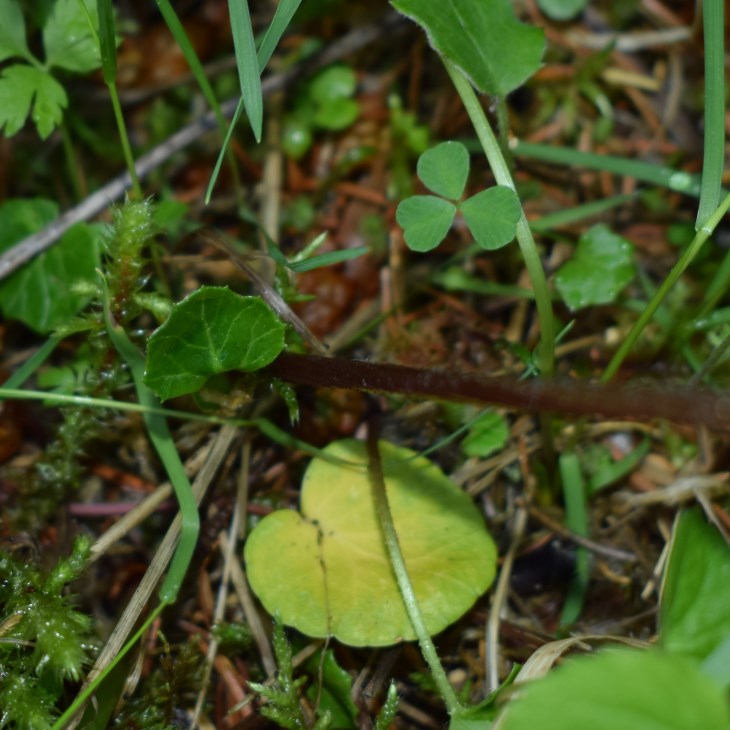 Asteracea: Homogyne alpina