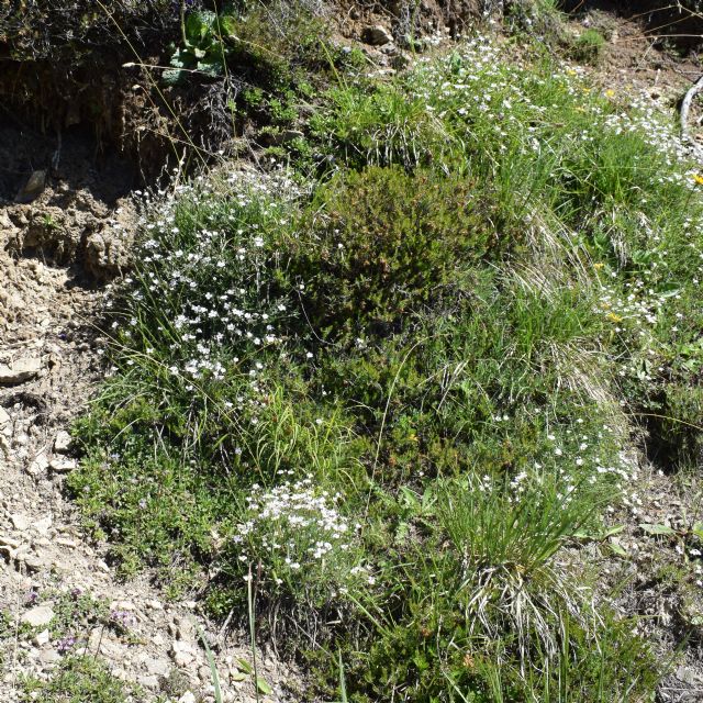 Gypsophila repens (Caryophyllaceae)