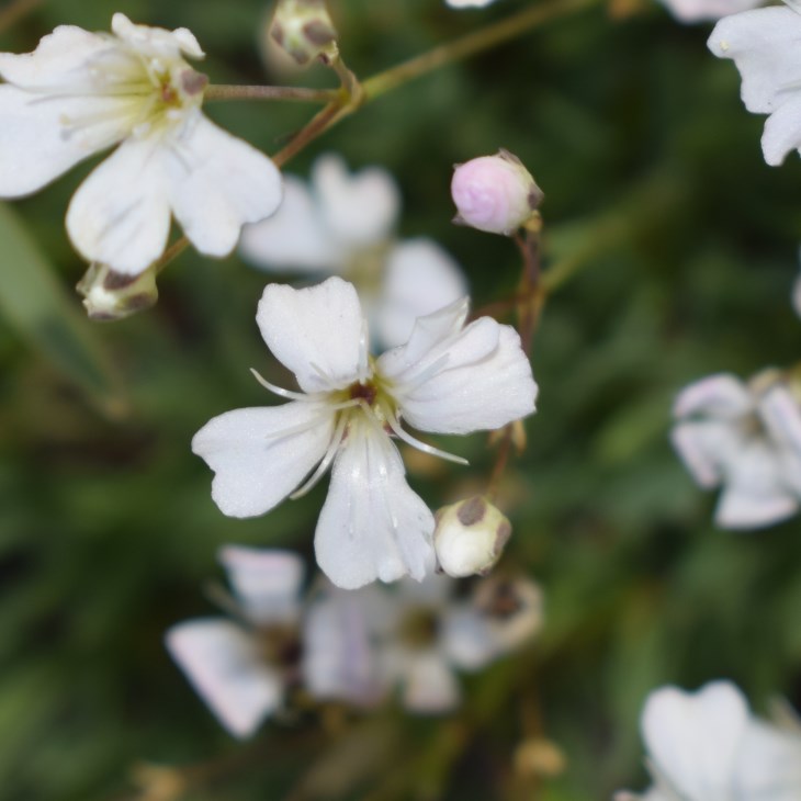 Gypsophila repens (Caryophyllaceae)
