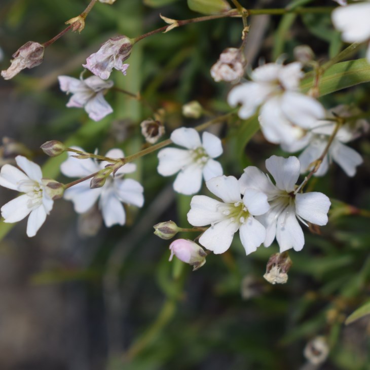 Gypsophila repens (Caryophyllaceae)