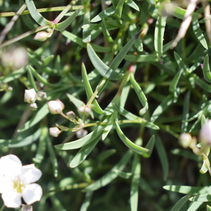 Gypsophila repens (Caryophyllaceae)