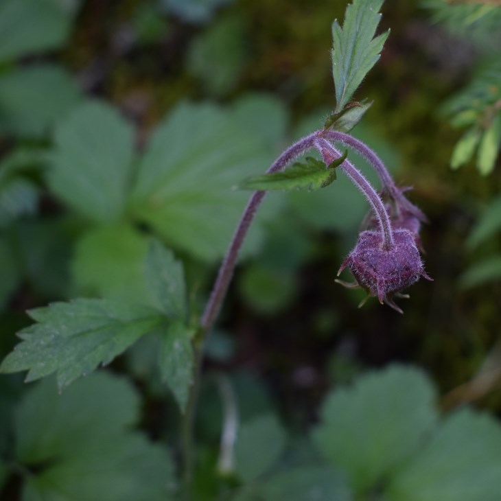 Geum rivale (Rosaceae)