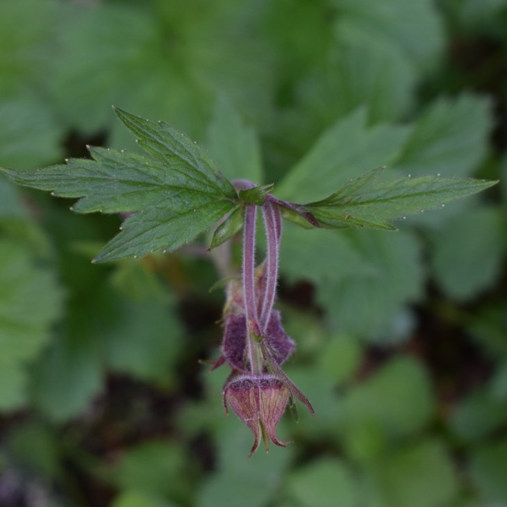 Geum rivale (Rosaceae)