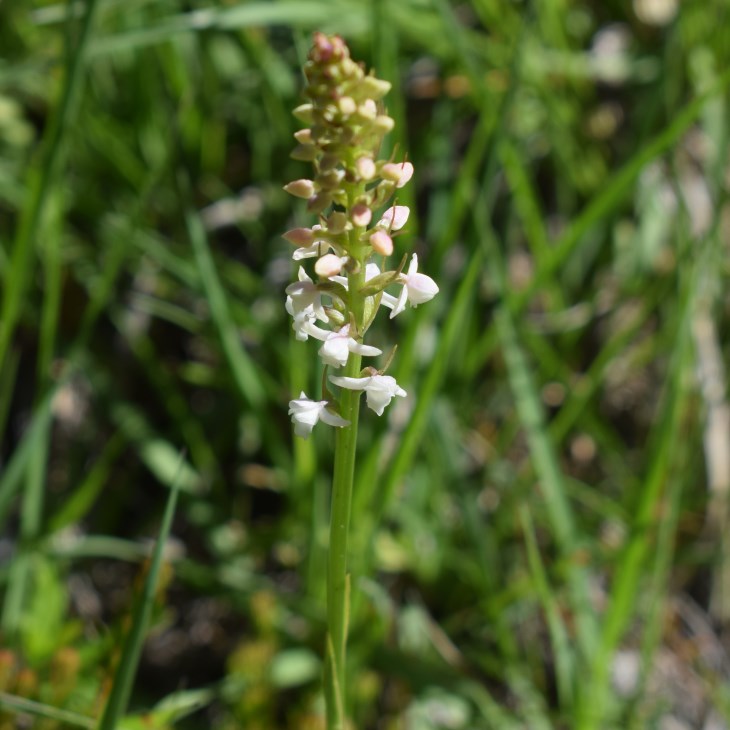 Gymnadenia odoratissima