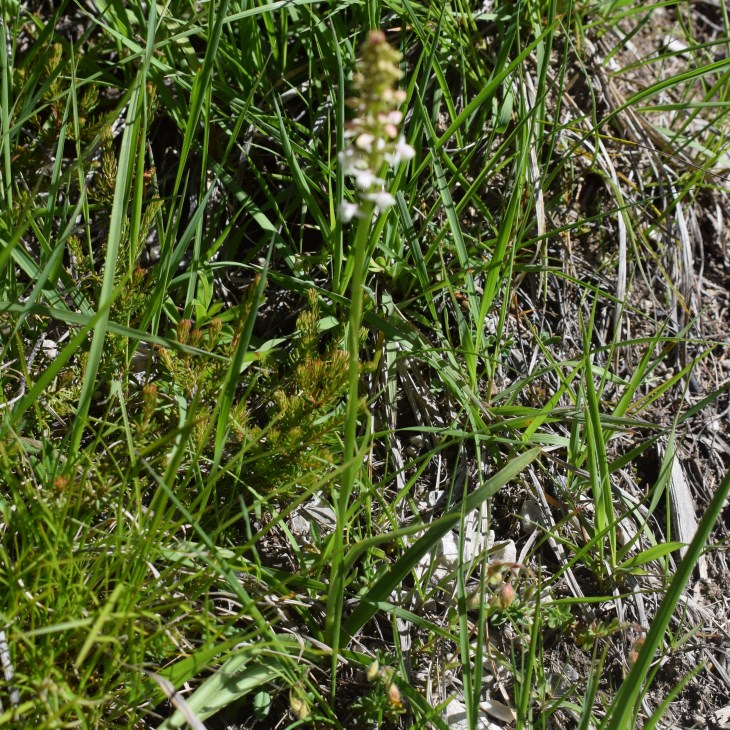 Gymnadenia odoratissima