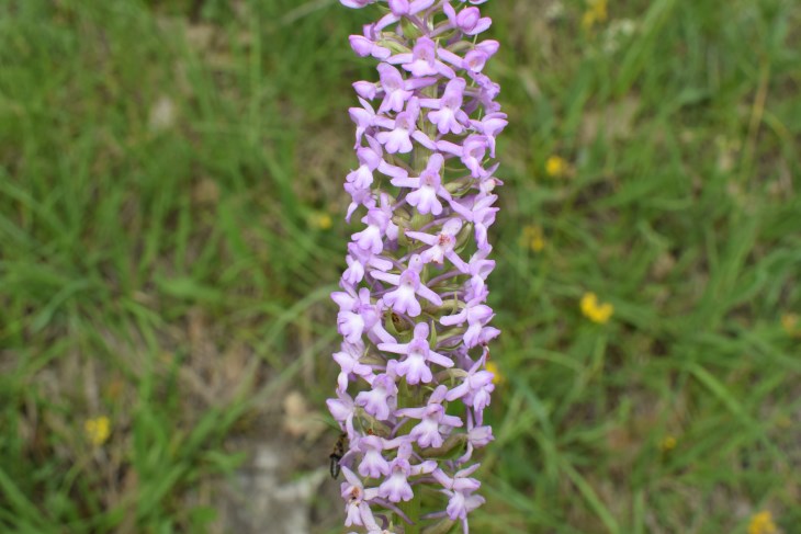 Quale orchidea?