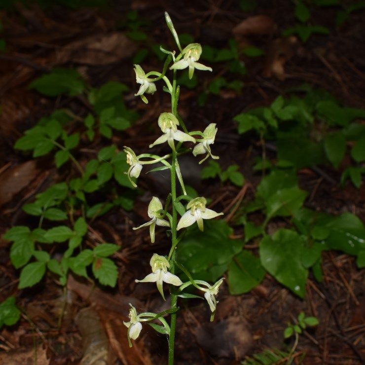 Platanthera?