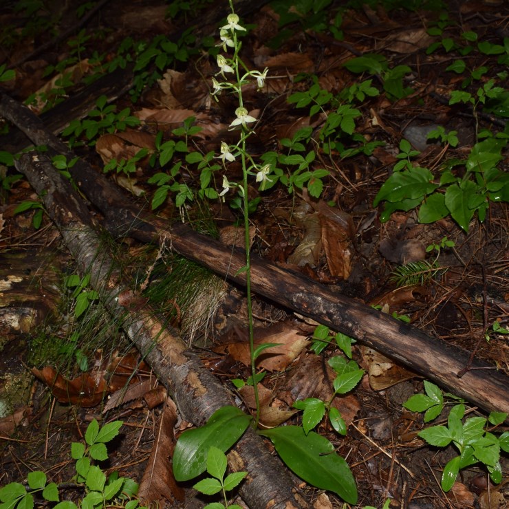 Platanthera?