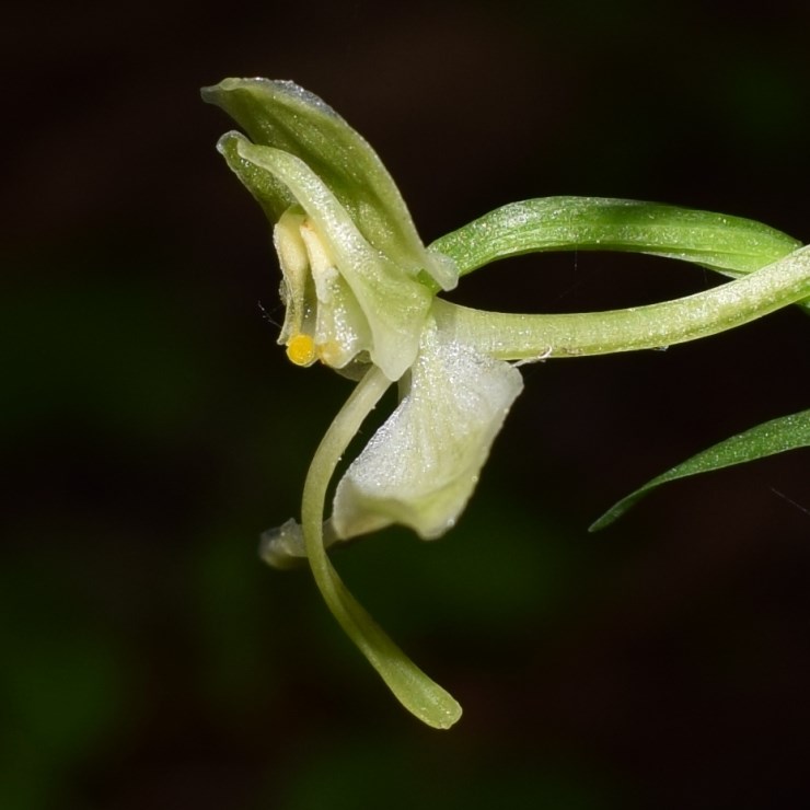 Platanthera?