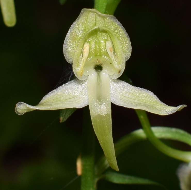 Platanthera?