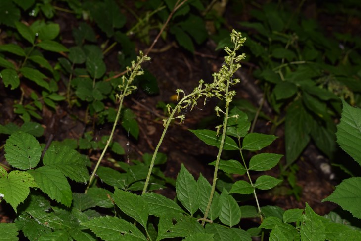 Neottia ovata