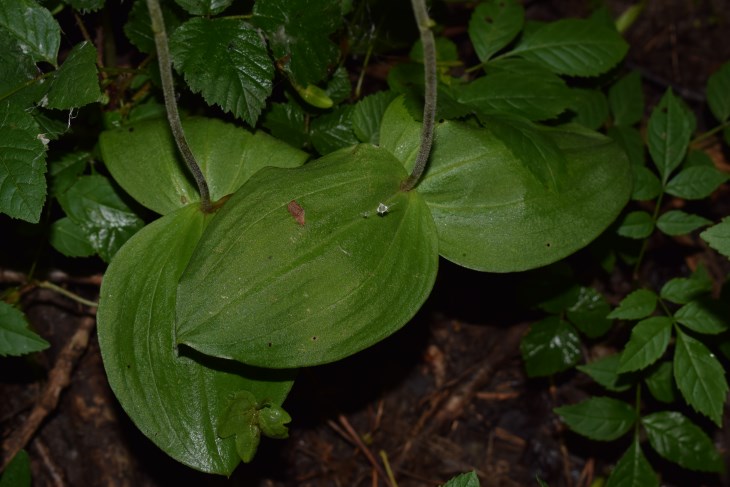 Neottia ovata