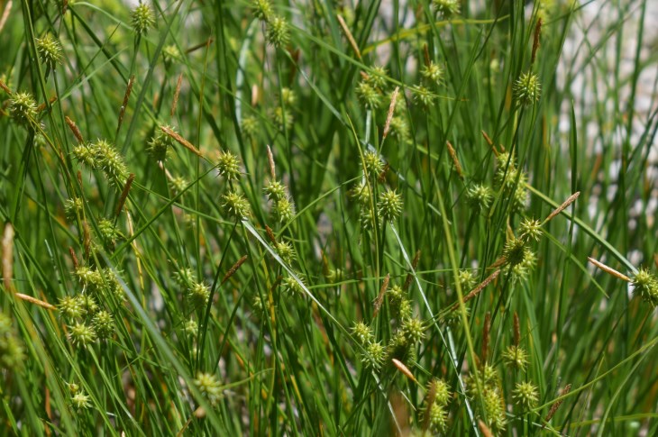 Che pianta ?  Carex sp. (Cyperaceae)