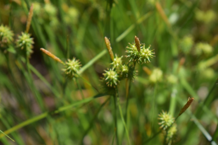 Che pianta ?  Carex sp. (Cyperaceae)