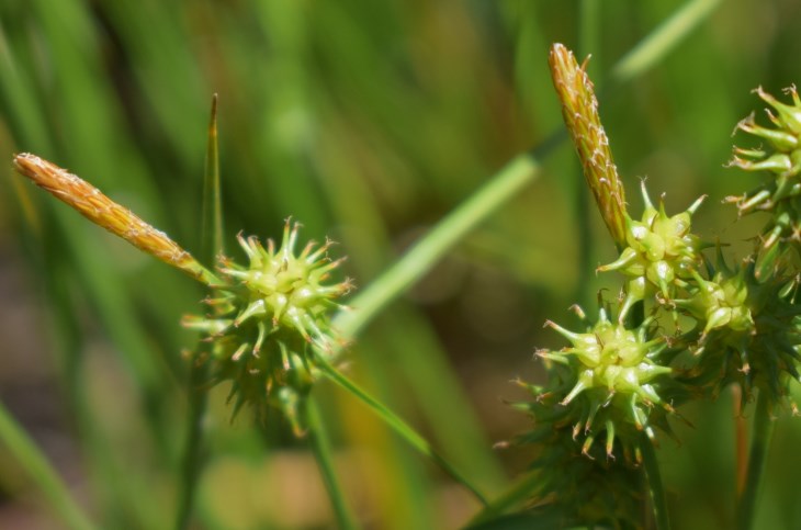 Che pianta ?  Carex sp. (Cyperaceae)