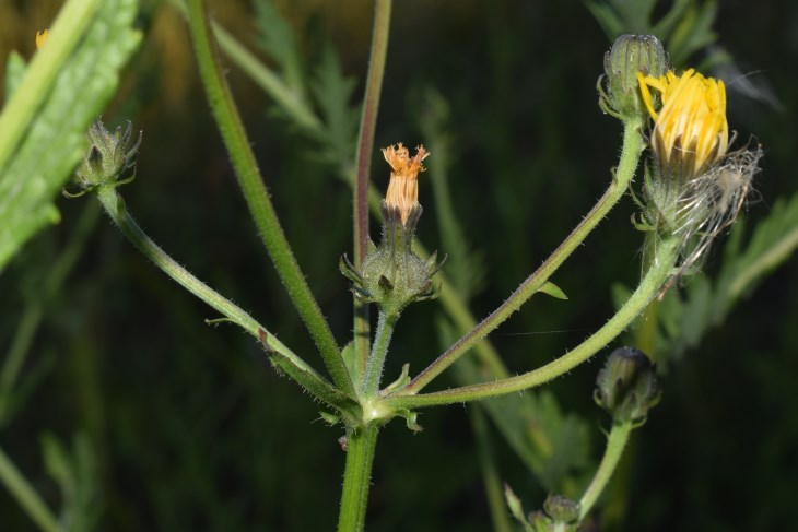 Picris hieracioides e Jacobaea erucifolia