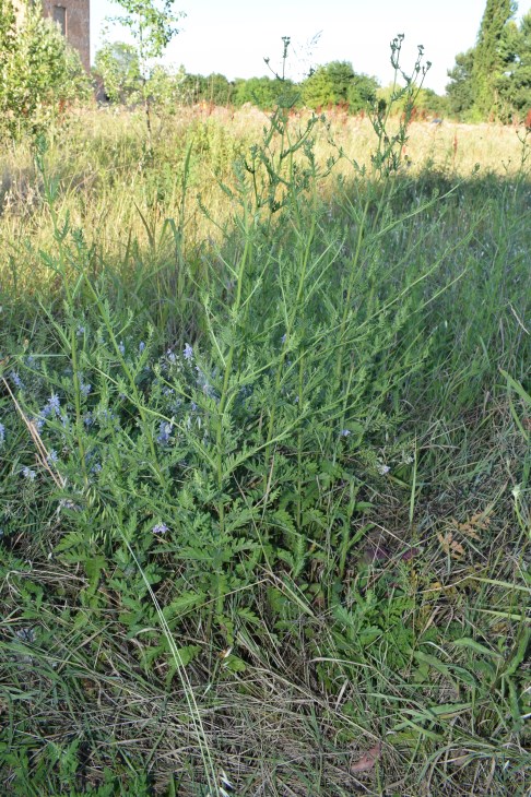 Picris hieracioides e Jacobaea erucifolia