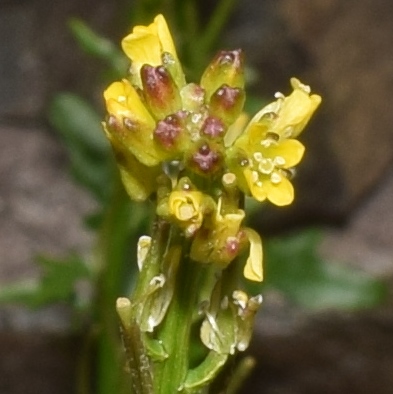 Barbarea bracteosa / Erba di S.Barbara bratteata