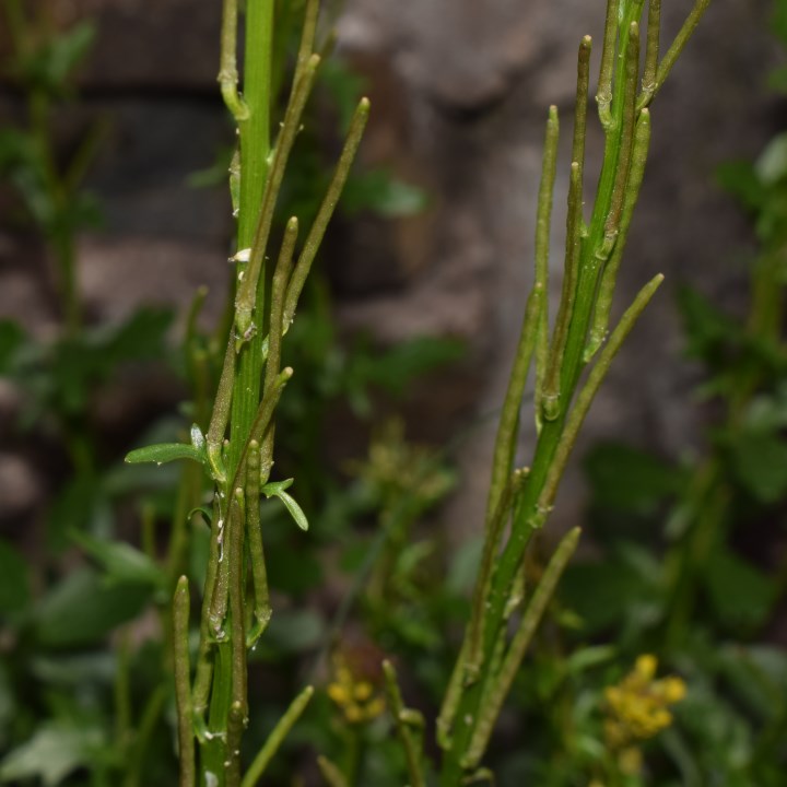 Barbarea bracteosa / Erba di S.Barbara bratteata