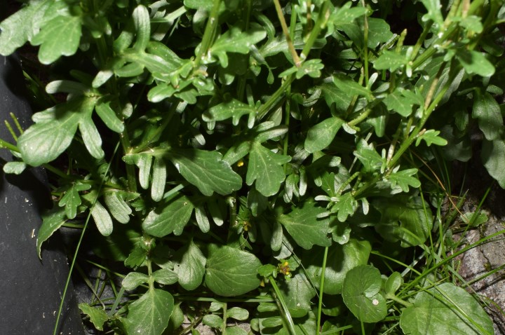 Barbarea bracteosa / Erba di S.Barbara bratteata