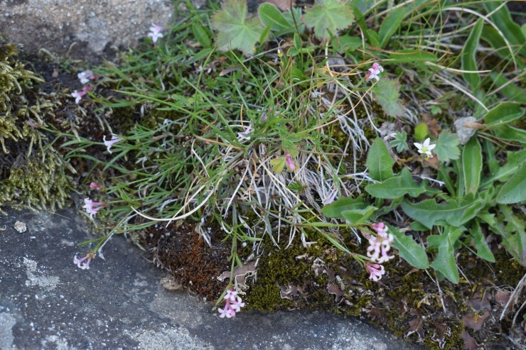 Fiori minuscoli:   Asperula cynanchica (Rubiaceae)