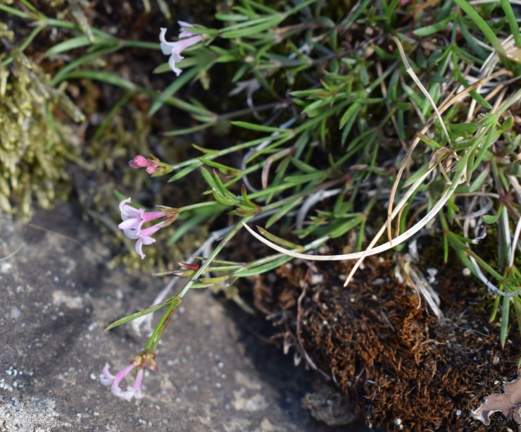 Fiori minuscoli:   Asperula cynanchica (Rubiaceae)