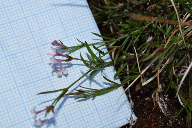 Fiori minuscoli:   Asperula cynanchica (Rubiaceae)