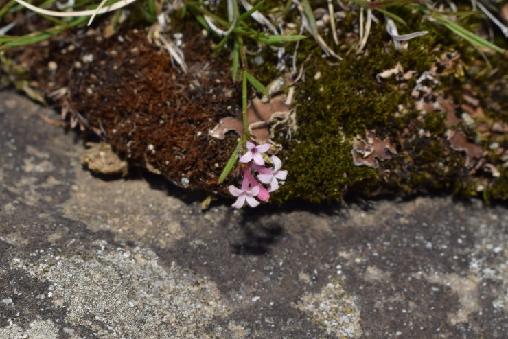 Fiori minuscoli:   Asperula cynanchica (Rubiaceae)