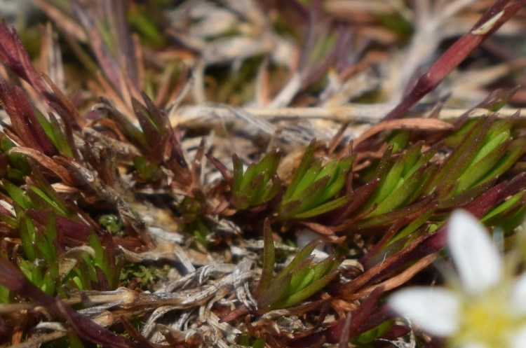 Piccoli fiori bianchi