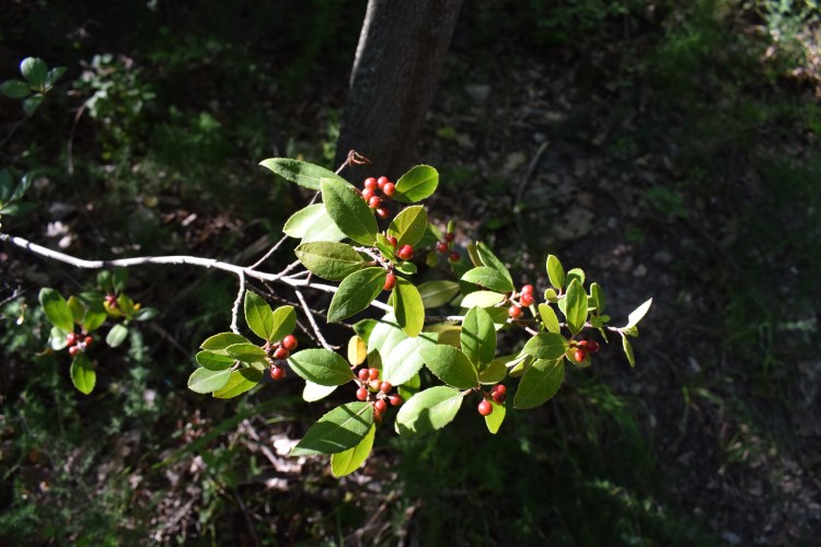 Rhamnus alaternus