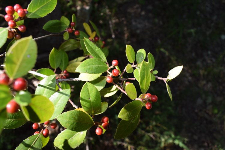 Rhamnus alaternus