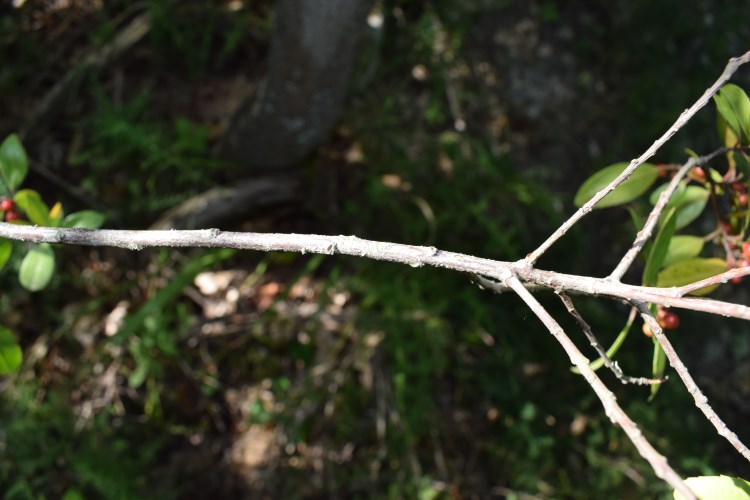 Rhamnus alaternus